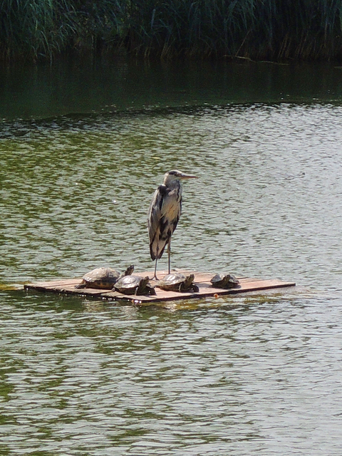 Im Prater, Heustadlwasser