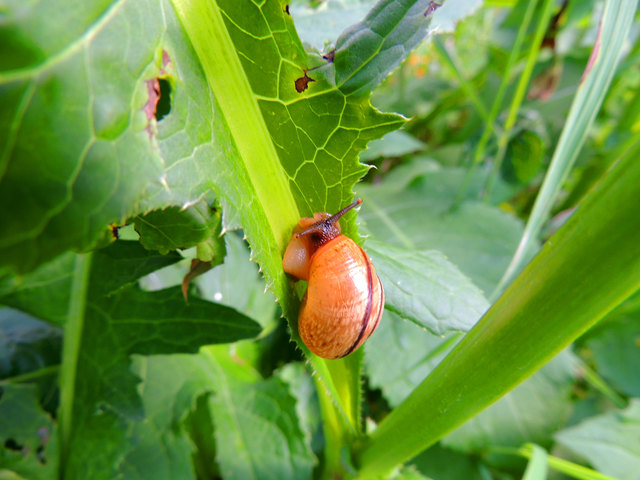 Die Hain-Bänderschnecke