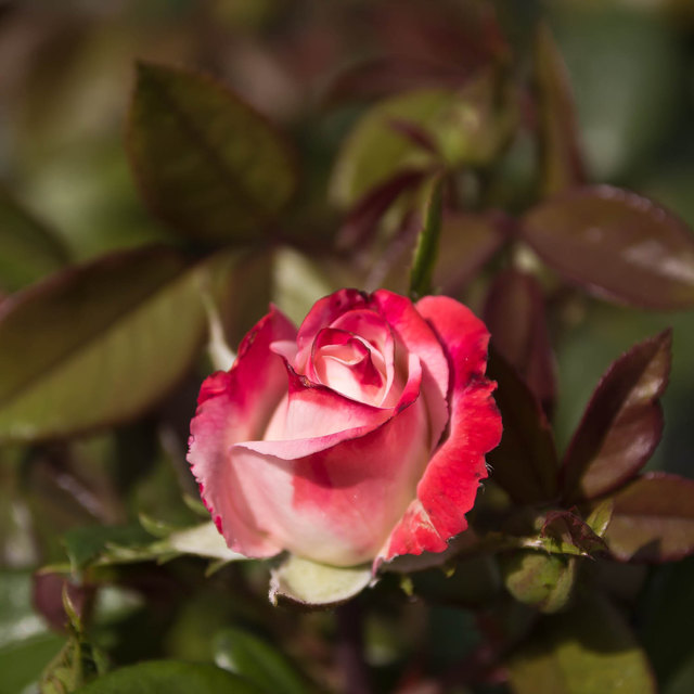 rose