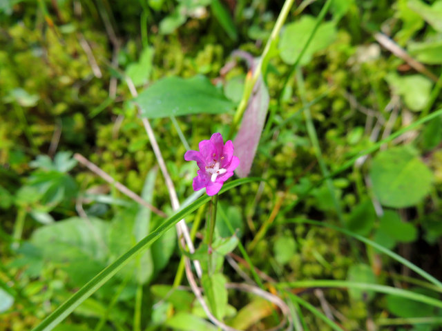 Ein einsames Blümchen