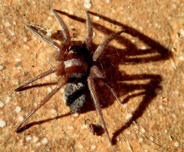 Größe ca. 2,5 cm, die schwarzen Streifen am Hinterleib könnten auch Schatten sein, habe ich erst beim Raufladen entdeckt.