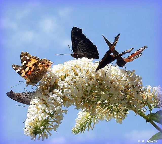 Der Sommerflieder neigt sich unter der Last der Schmetterlinge ;-)