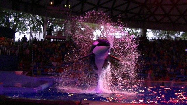 Killer Wales_Sea World_ San Antonio_ Texas_2013