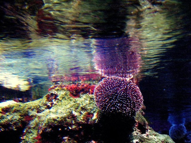 Unterwasserwelt