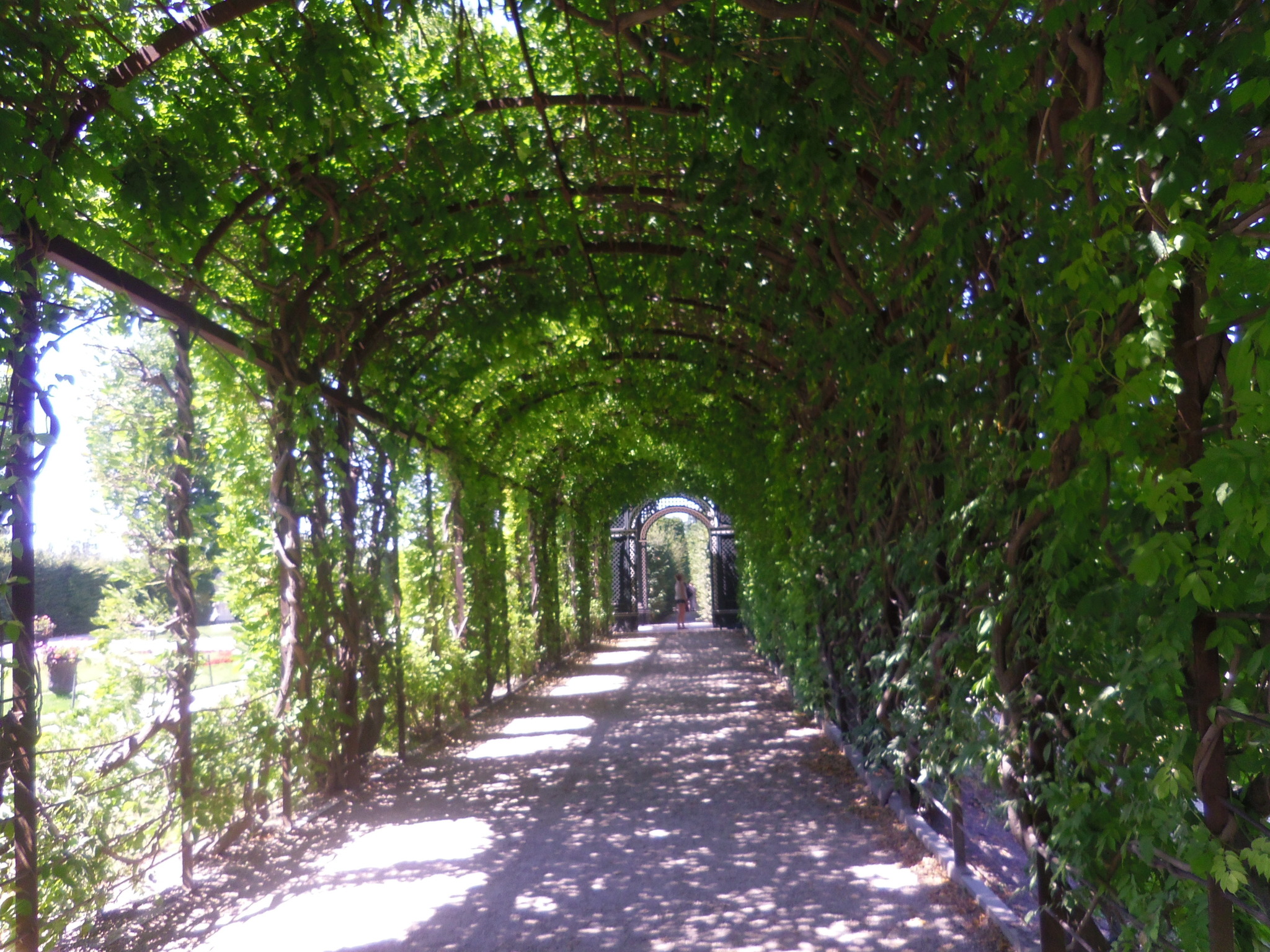 Allee, Allee, Allee, eine Straße viele Bäume ja das ist eine Allee ...