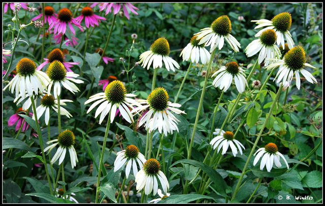 Die Sonnenhüte ziehen Schmetterlinge und Insekten an.