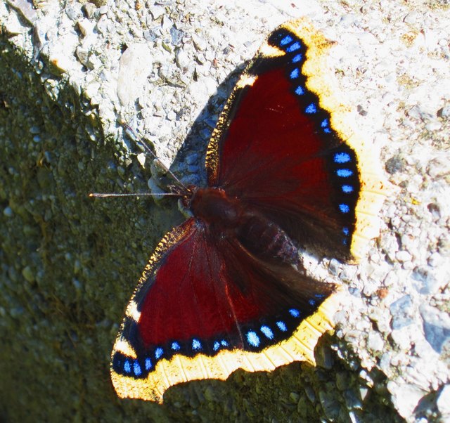 Wo die Natur noch in Ordnung ist, kann man diesen herrlichen Schmetterling beobachten.