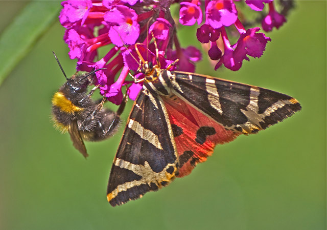 Russischer Bär und Hummel