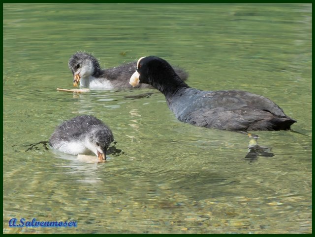 Entenfamilie