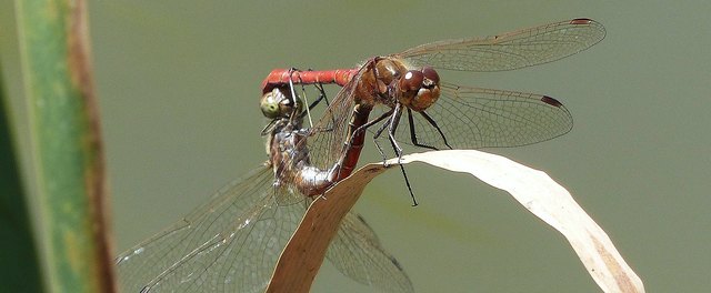 Rote Heidelibellen