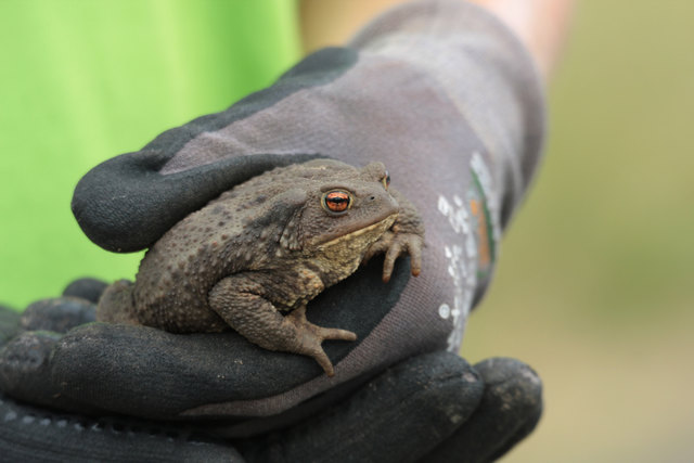 Foto: Limberger