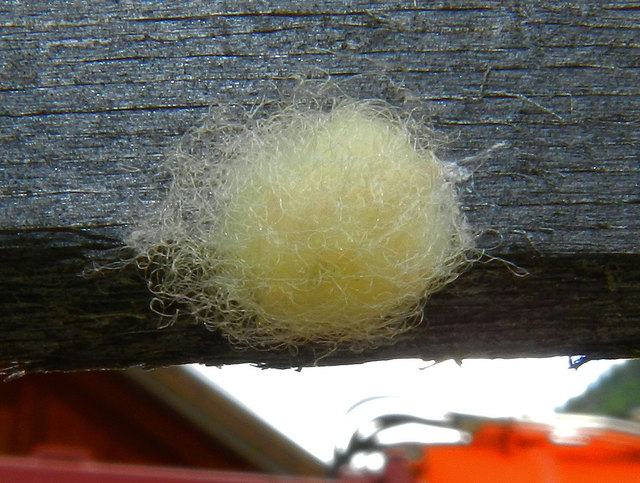 Ein Spinnenwerk für Kinder 1