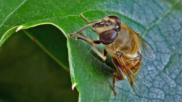 Haben Insekten nicht etwas Roboterhaftes an sich?
