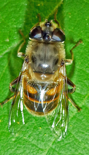 So schön die Imago der Schlammfliege auch ist, auf ihre Herkunft kann sie nicht stolz sein. Lebt ihre Larve doch in Abwasser und Jauche.