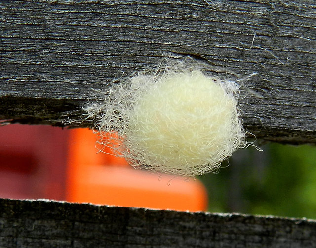 Ein Spinnenwerk für Kinder 2