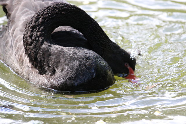 Eine kalte Dusche im See des Schloss Ambras
