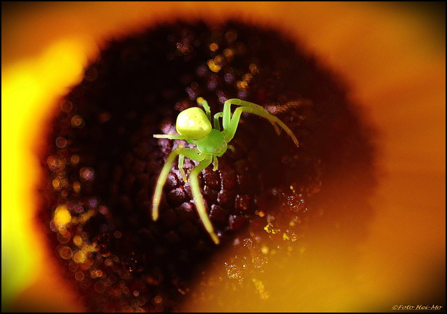 ..eine Spinne auf dem Sonnenhut!