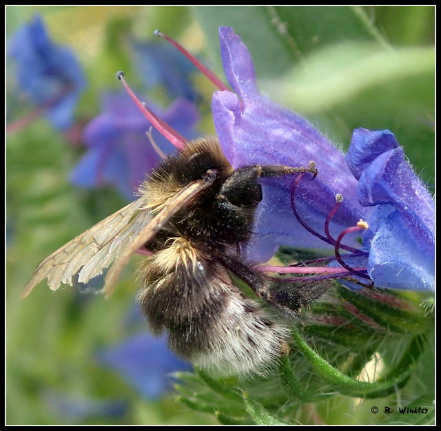 Eine dunkle Erdhummel vergnügt sich im Natternkopf.