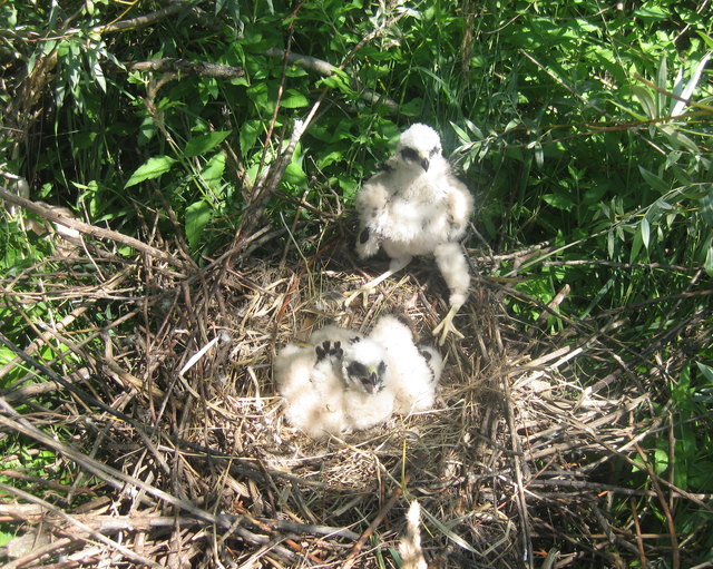Die Weihen sind mittelgroße Greifvögel, die sich vor allem durch ihren schlanken Körperbau und lange Beine auszeichnen. Sie verfügen, ähnlich wie die Eulen, über einen Gesichtsschleier, der ihnen ermöglicht, ihre Beute mit dem Gehör zu orten. Weihen gehören zur Familie der Habichtarten!