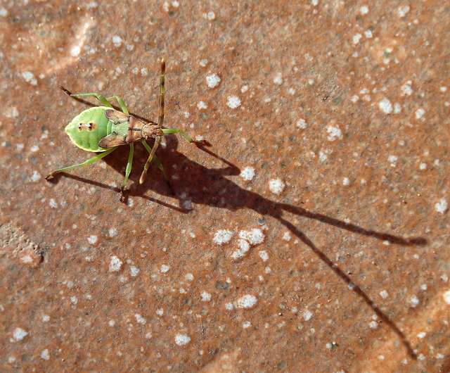 Larve der Braunen Randwanze (Gonocerus acuteangulatus) - danke an Roswitha für die Identifizierung!