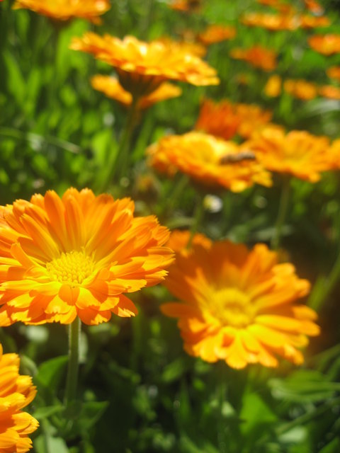 Die Ringelblume - Der Balsam aus der Natur