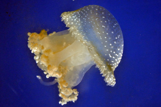 Faszinierendes Geschöpf: Die Gepunktete Wurzelmundqualle bewegt sich anmutig durch das Aquarium. | Foto: Haus des Meeres/Hulla