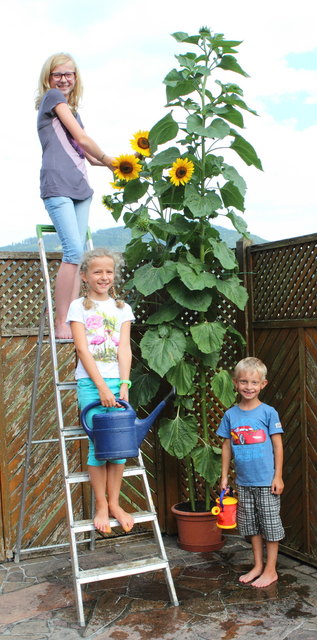 Magdalena, Leonie und Jonas mit der 3,12 m hohen Sonnenblume.