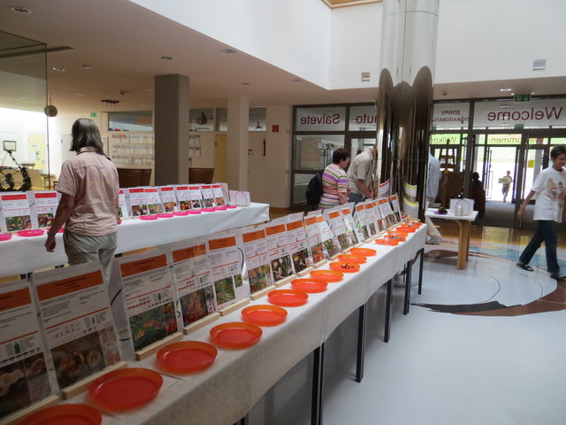 Ausstellung der Funde im Bundesgymnasium Tamsweg