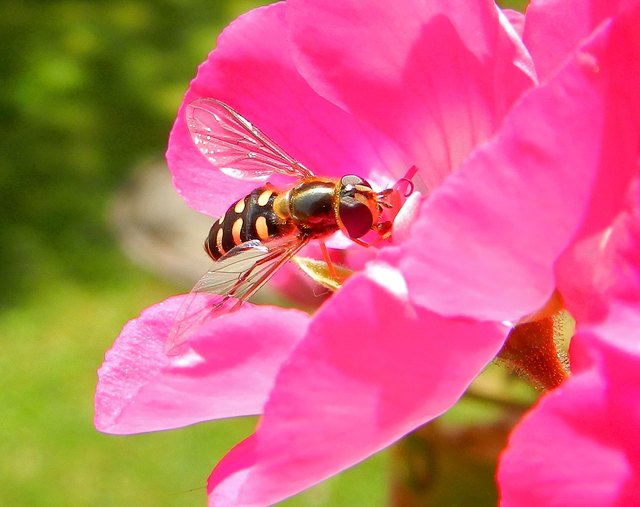 Die Schwebfliege auf Begonie-Blüte 1