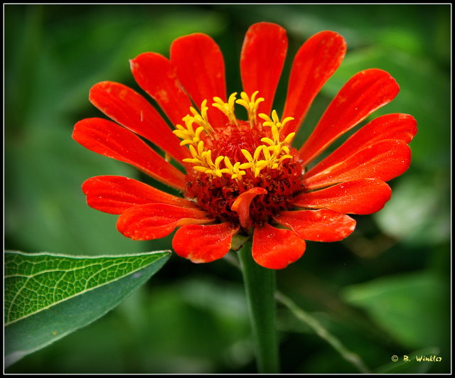 Zinnien sind eine ideale Bienenweide.