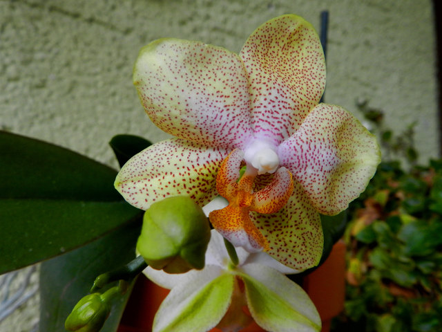 Orchideenblüte