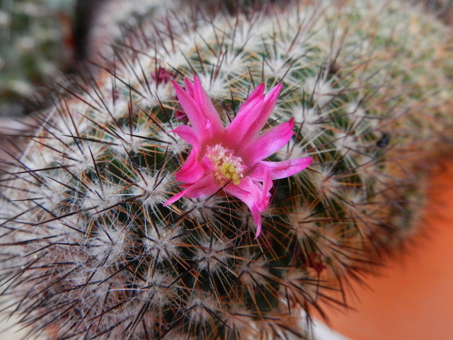 Kaktusblüte