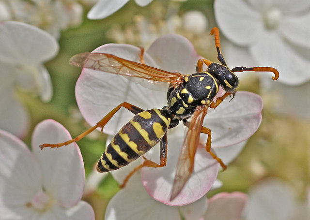 Gallische Feldwespe