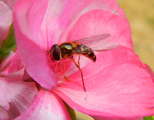 Schwebfliege beim Jausnen