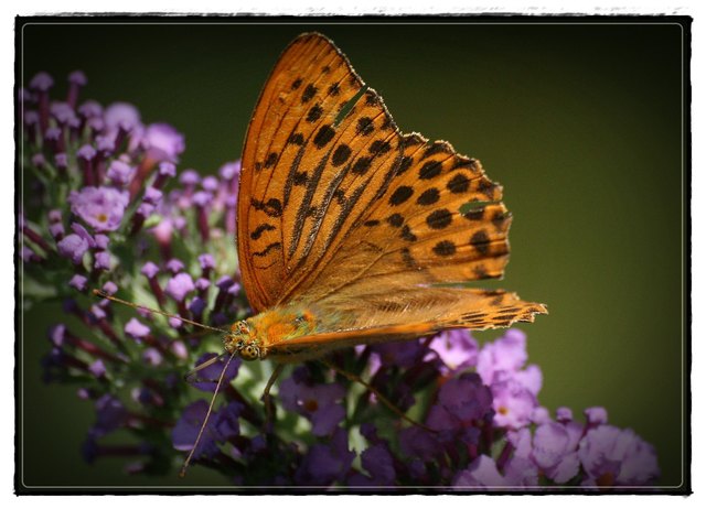 ....sondern nur ein kleiner Schmetterling