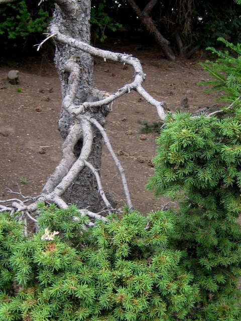 Ein Detail aus der Pflanzenwelt