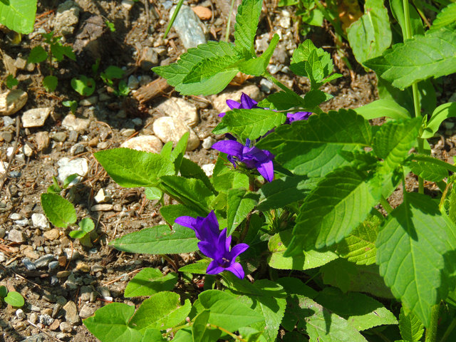 Eine Büschel-Glockenblume