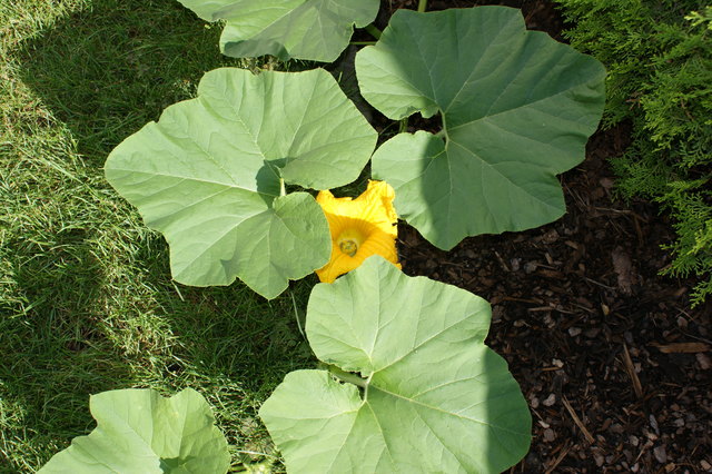 Auch eine Kürbisblüte mit kräftigen Blättern kann das Auge erfreuen