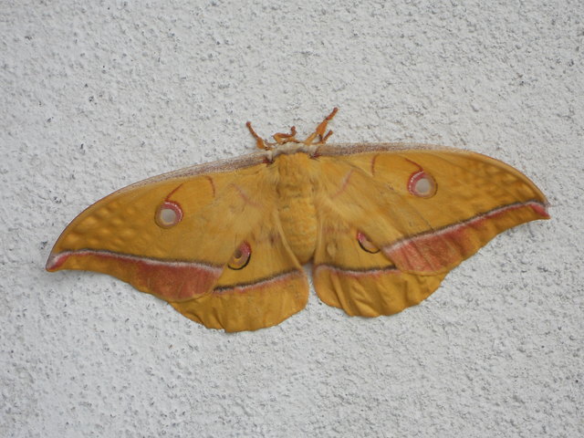 Wer kennt diesen Falter ? 13 cm breit  gelb-braun-orange .Vor einigen Tagen an unserer Hausmauer entdeckt, am nächsten Tag war er weg.