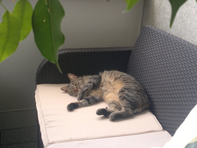 was ist stress?