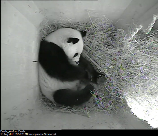 Da die Pandamutter ihr Jungtier in den ersten Tagen intensiv wärmen muss, ist es auf den Fotos leider etwas verdeckt. Hier trägt Panda-Weibchen Yang Yang ihr Baby im Maul.