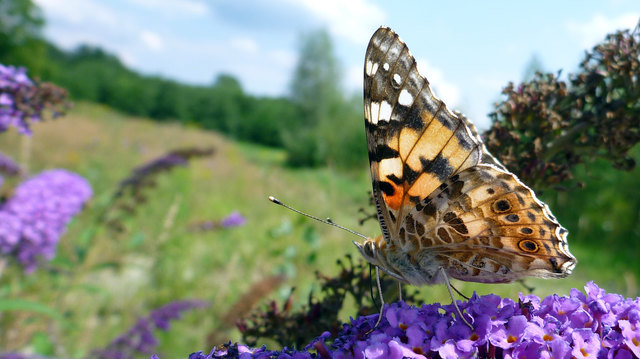 Immer öfter trifft man auch in der freien Natur auf den Sommerflieder wie hier in den Inn Auen. Schmetterlinge und andere Insekten lieben ihn.