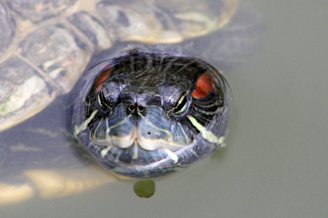 Rotwangen-Schmuckschildkröte