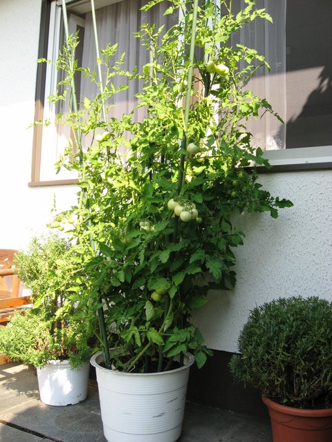 Seit wir einen Tomatenstrauch vor dem Schlafzimmer haben,sind Gelsen ein Fremdwort.