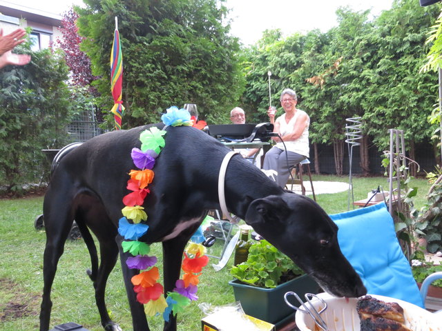 Mauis großer Hunger beim Grillfest