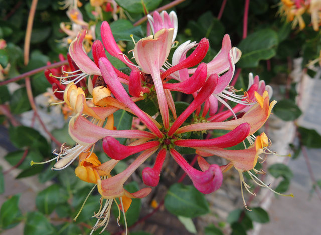 Blühendes Geißblatt 1