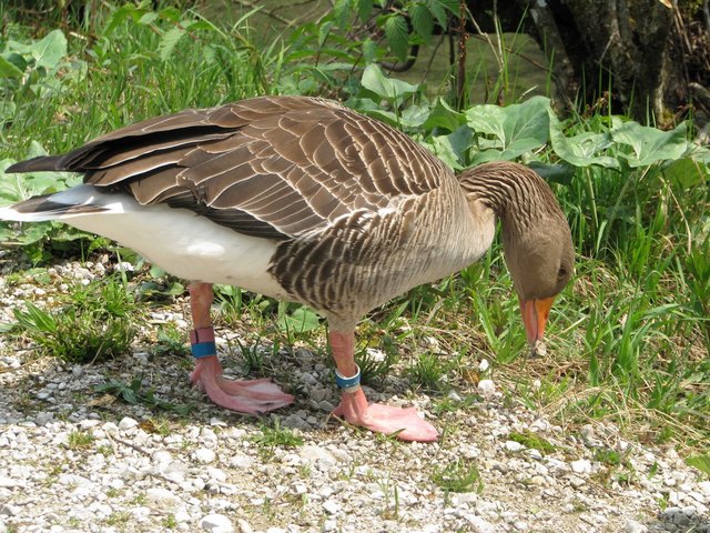 Auch die berühmten Graugänse der Konrad-Lorenz-Forschungsstelle sind Thema beim Naturerlebnistag.