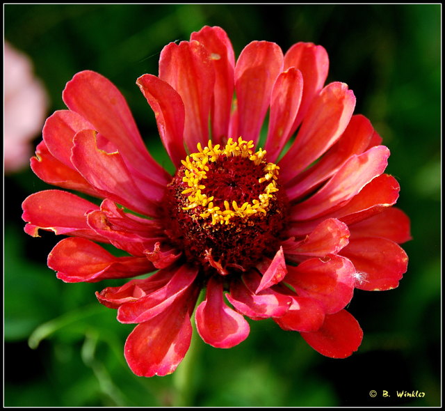 Heute war ich wieder an diesem Zinnienbeet, kein Insekt weit und breit...