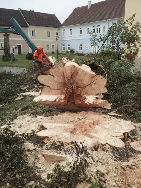 Stürmisch: Leider wurde das Naturdenkmal ein Raub des Sturmes und musste fallen.