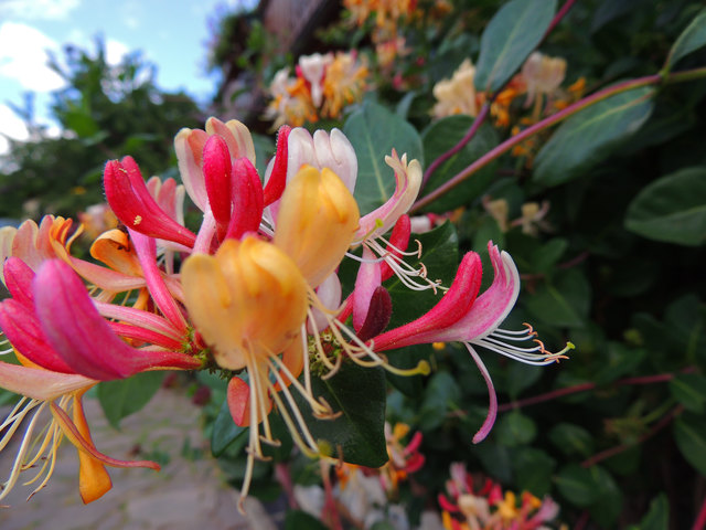 Blühendes Geißblatt 2